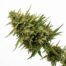 Acdc cannabis strain