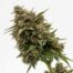 Apple Drops cannabis strain