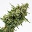 Banana Lemon Cupcake cannabis strain