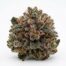 Black Cherry Buff cannabis strain