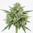 Black Lime 98 cannabis strain