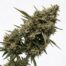 Blue Candy Zours cannabis strain