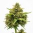 Bombay Dream cannabis strain