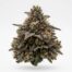 Bufo cannabis strain