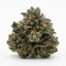 Buried In Blue cannabis strain