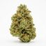 Cap City Kush cannabis strain