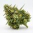 Citrus Blossom cannabis strain