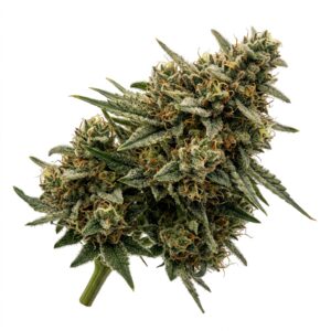Closet Gremlin Cannabis Strain