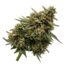Closet Gremlin cannabis strain