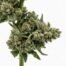 Cookies Vienna cannabis strain