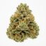 Everglazed cannabis strain
