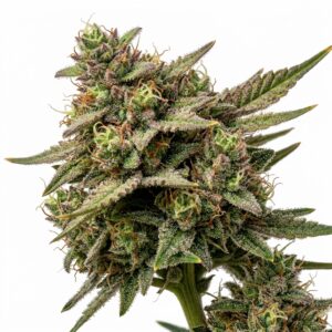 Fantasy Melonz Cannabis Strain