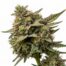 Fantasy Melonz cannabis strain