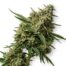 Fizzy Jelly cannabis strain