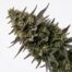 Garlic Sorbet cannabis strain