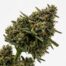 Gelato Slushy cannabis strain