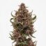 Granny Candy Rythm cannabis strain