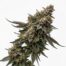 Gyros cannabis strain