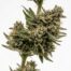 Hikari cannabis strain