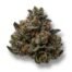 Juicy Scoops cannabis strain