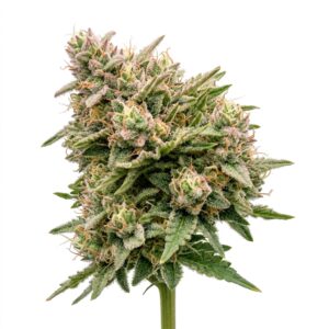 Kiwi Sours Cannabis Strain