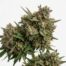 Magic Straws cannabis strain