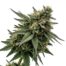 Marker Fumez cannabis strain
