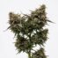 Maui Lobster cannabis strain