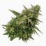 Moonburst cannabis strain
