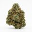 Nuclear Burst cannabis strain
