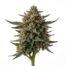 Nuclear Muffins cannabis strain