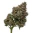 Pack Mule cannabis strain