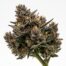 Point Breeze Khalifa Kush cannabis strain