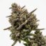 Purple Lemon Craze cannabis strain