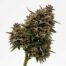 Red Paint cannabis strain