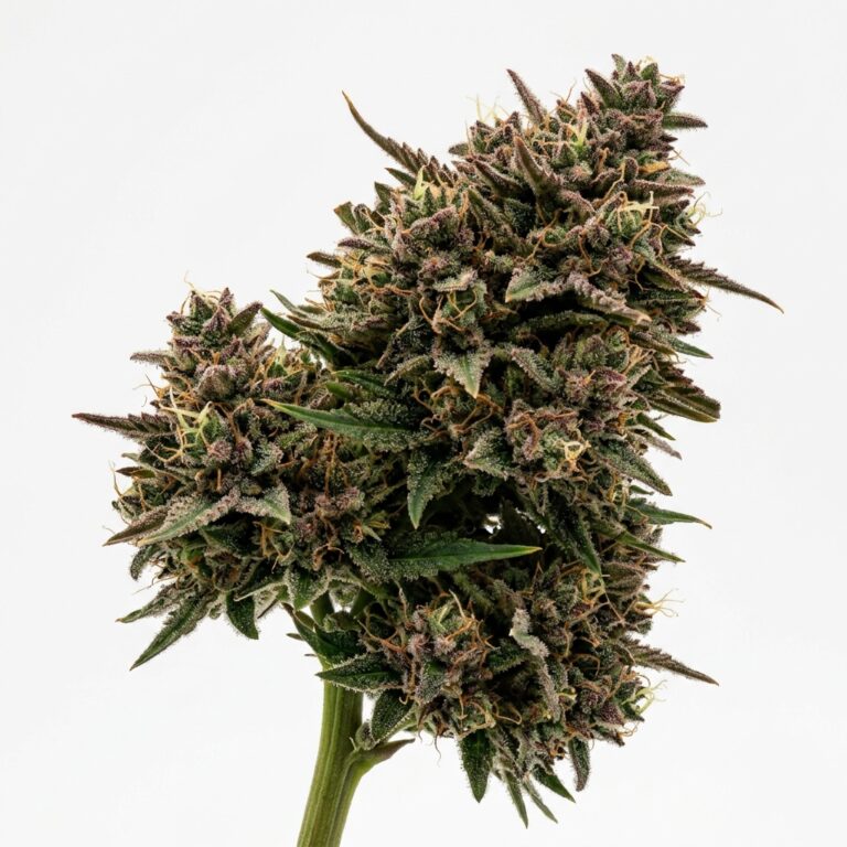 Red Paint cannabis strain