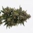 Rk Cookies cannabis strain