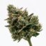 Sour Berry Gas cannabis strain
