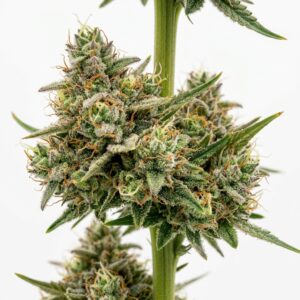 Sour Zoda Cannabis Strain