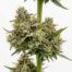 Sour Zoda cannabis strain
