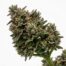Spiced Beignet cannabis strain