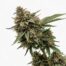 Stars White Plains cannabis strain