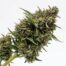 Sticky Pie cannabis strain