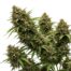 Survivor cannabis strain