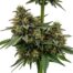Tangmo cannabis strain