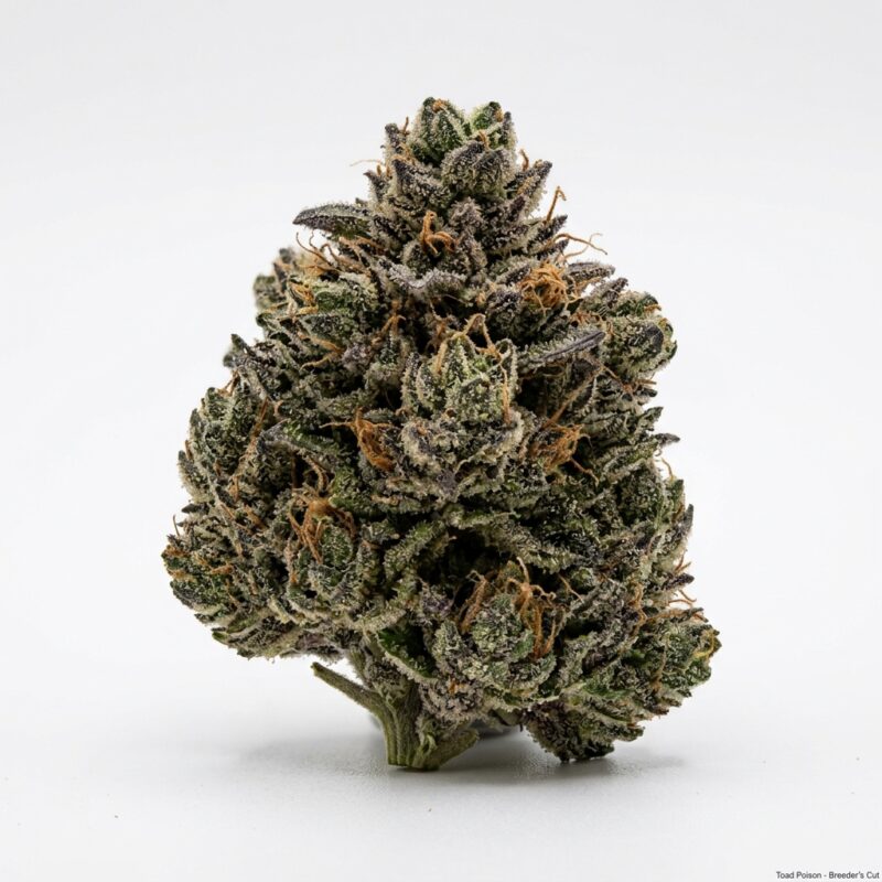 Strainn Toad Poison Cannabis Strain - StrainAPI