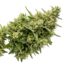 Too Much Lime cannabis strain