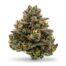 Tropic Thunder Funk cannabis strain