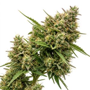 Vlad the Inhaler Cannabis Strain