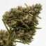 Wizard Jewel cannabis strain